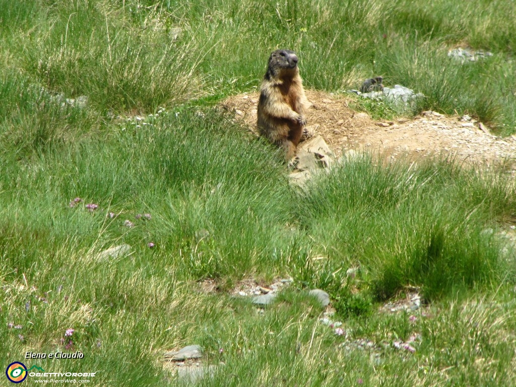 25 Marmotta sull'attenti.JPG